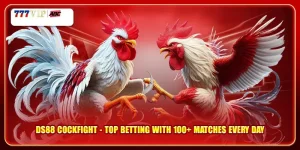 DS88 Cockfight Top Betting With 100+ Matches Every Day