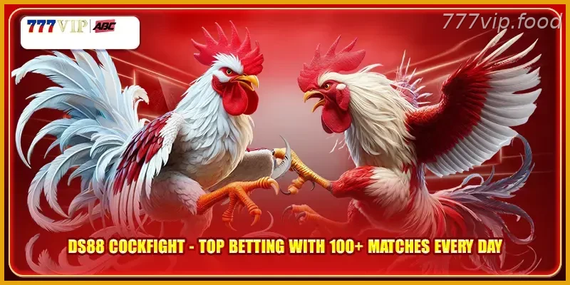 DS88 Cockfight Top Betting With 100+ Matches Every Day