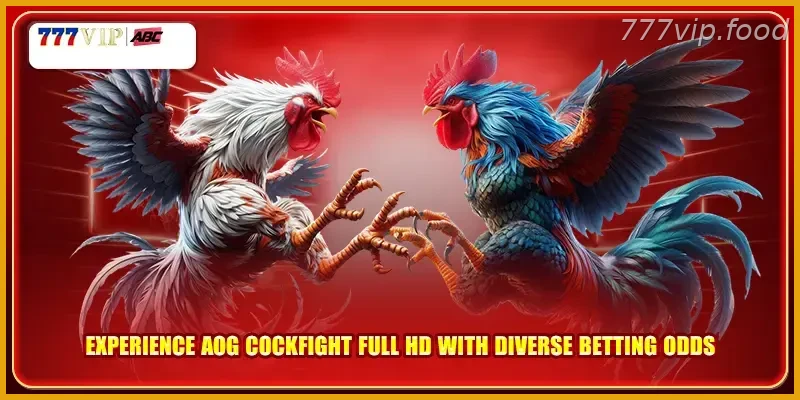 Experience AOG Cockfight Full HD with Diverse Betting Odds