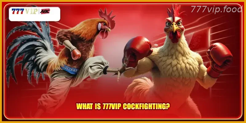 What is Winning Tip: 777VIP cockfighting?